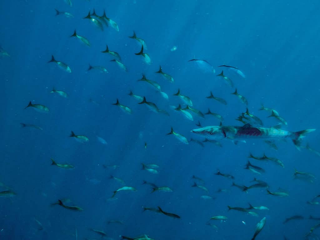 Barracuda around wreck