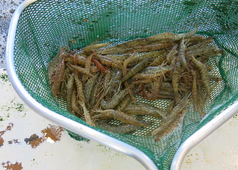 Live shrimp in net