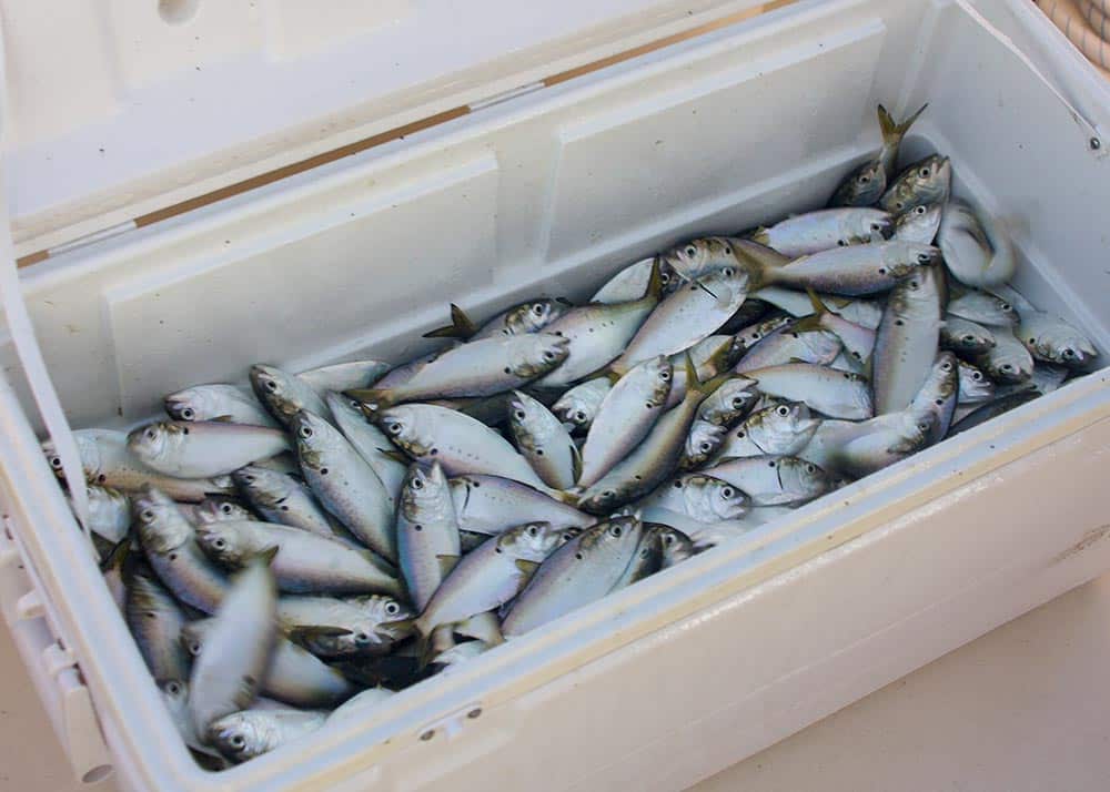 Menhaden