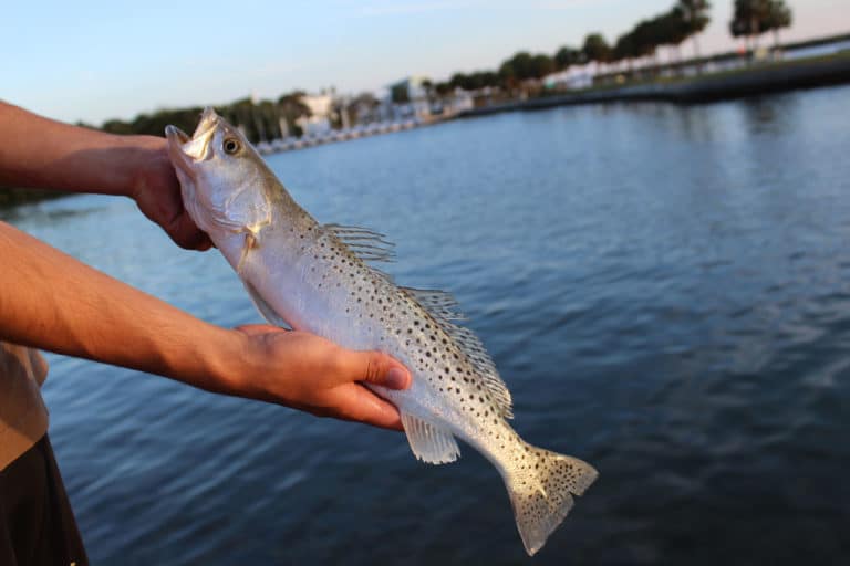 Speckled trout caught in the Gulf of Mexico