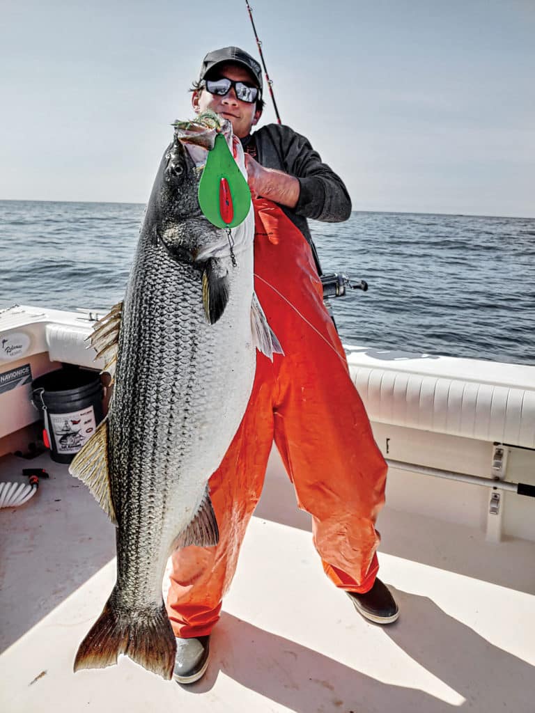 Large striped bass caught on Maja spoon