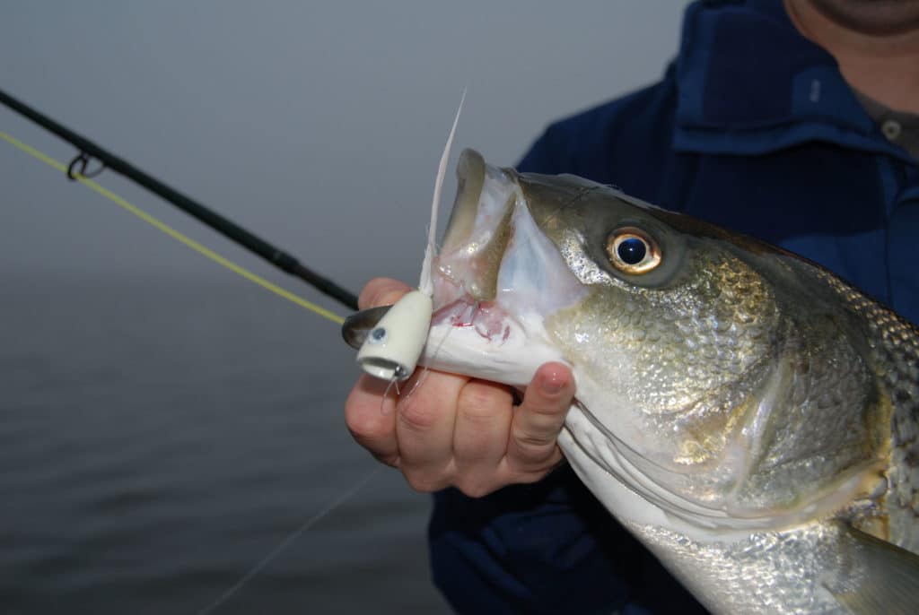 Striper caught on a popper