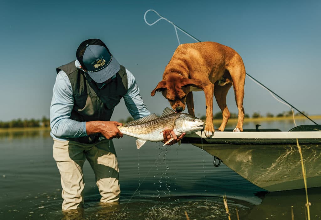 Redfish caught in the shallows