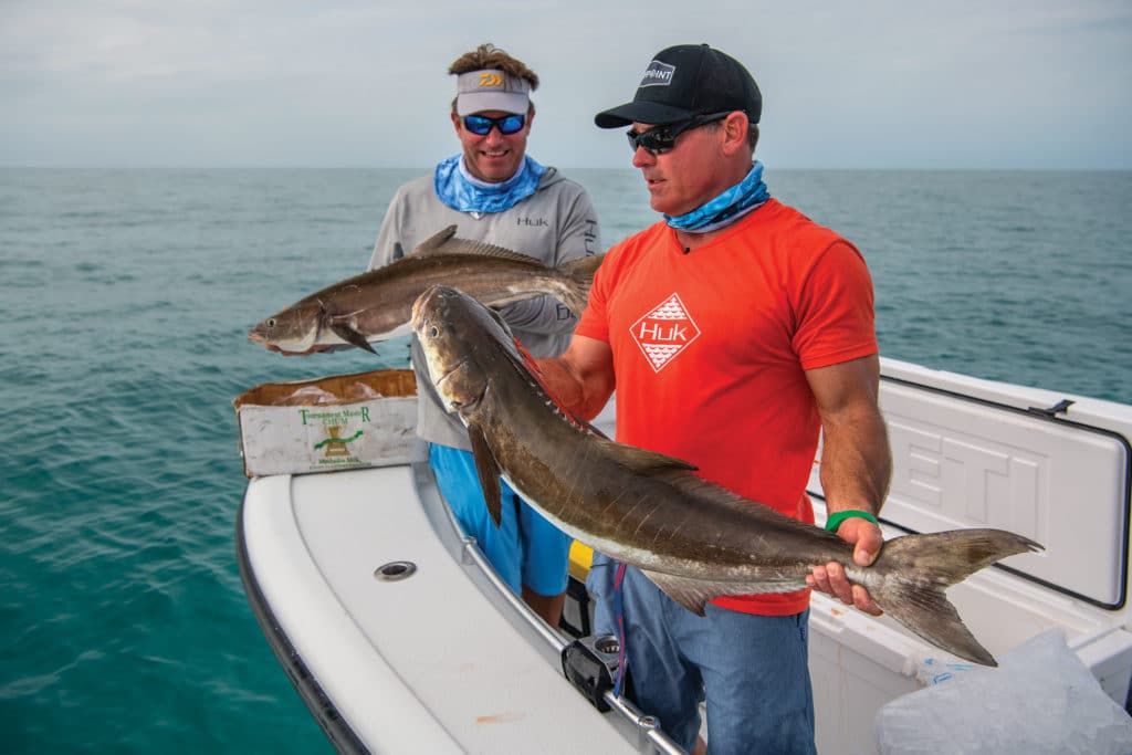 Two cobia caught at the same time