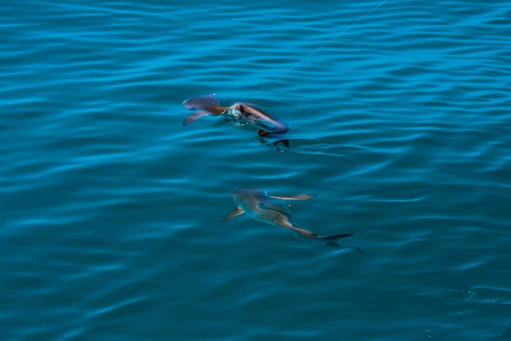 Hooked cobia attracts a second cobia