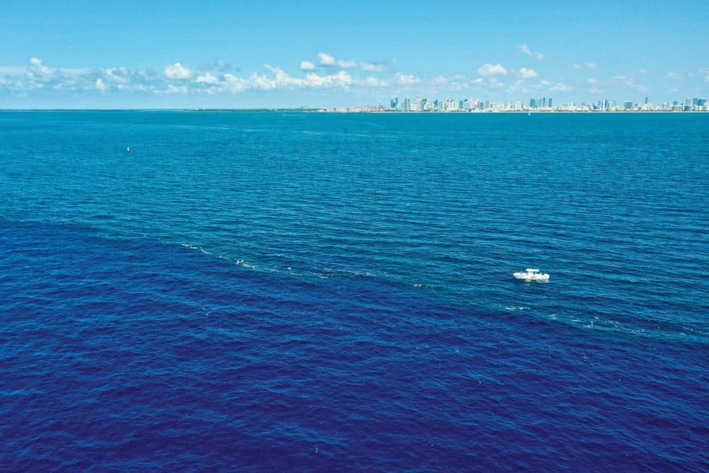 Flotsam lines offer cover for bait and fish