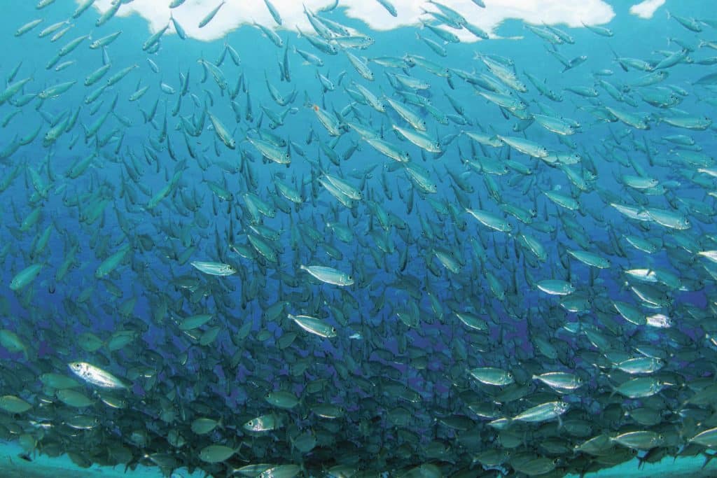 Large school of live bait ready for fishing