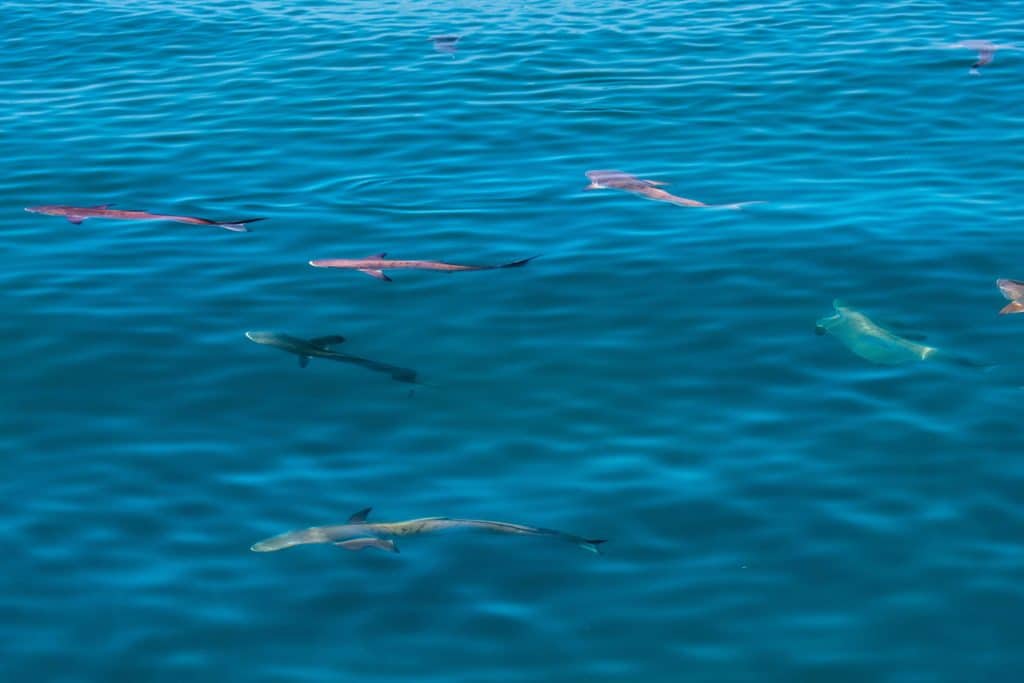 School of cobia chasing live bait