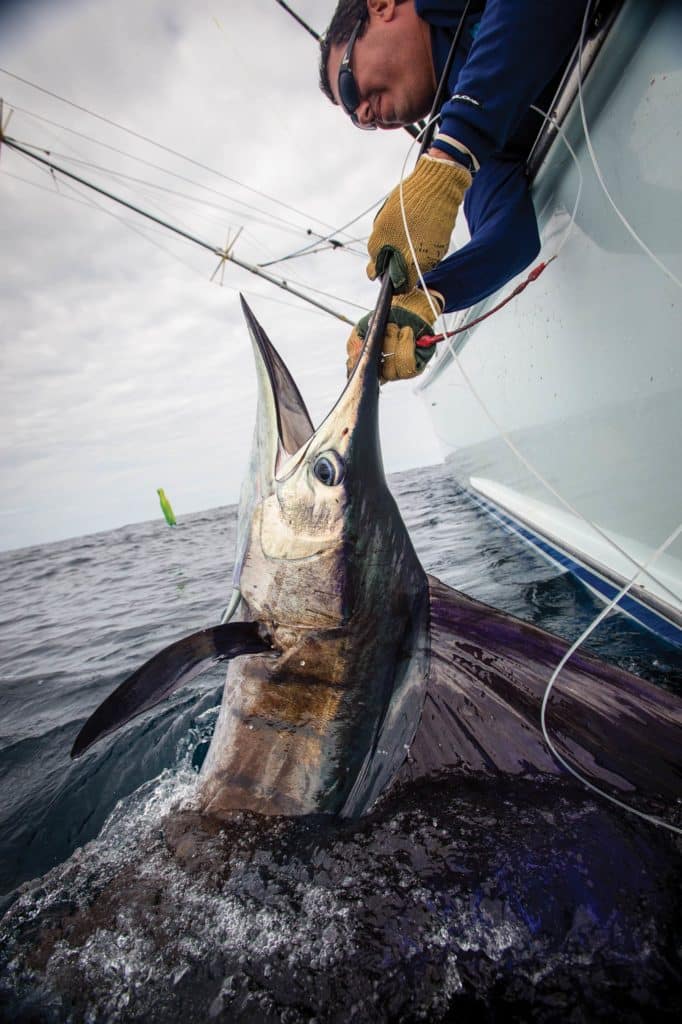 Sailfish caught using live bait