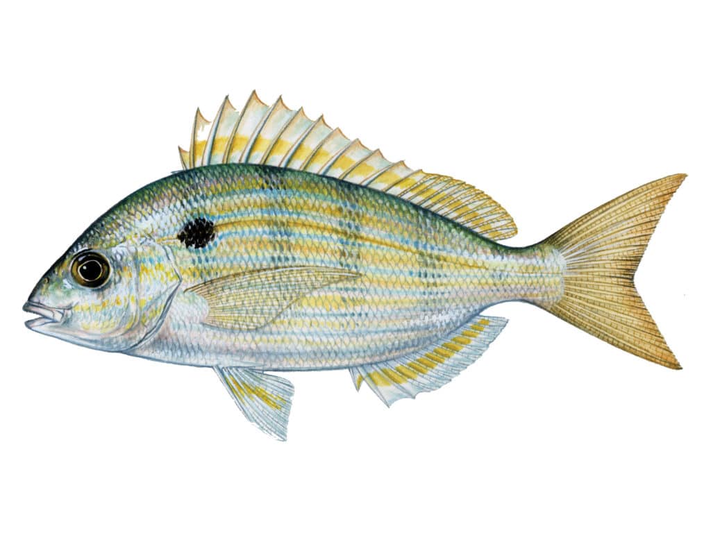 Pinfish can be used for live bait
