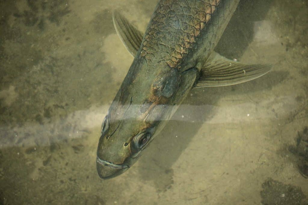 Tarpon patrolling shallow waters