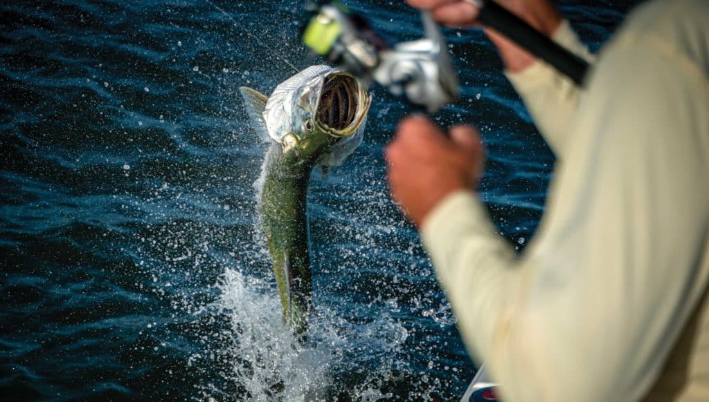 Tarpon leaping out of the water