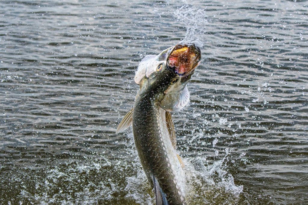 Tarpon putting up a great fight