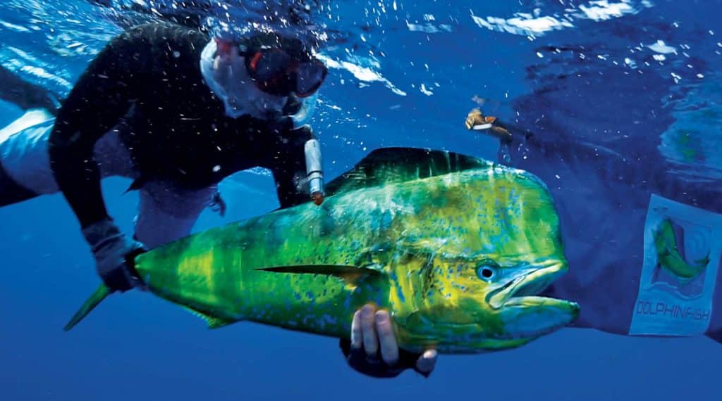 Releasing a bull dolphin