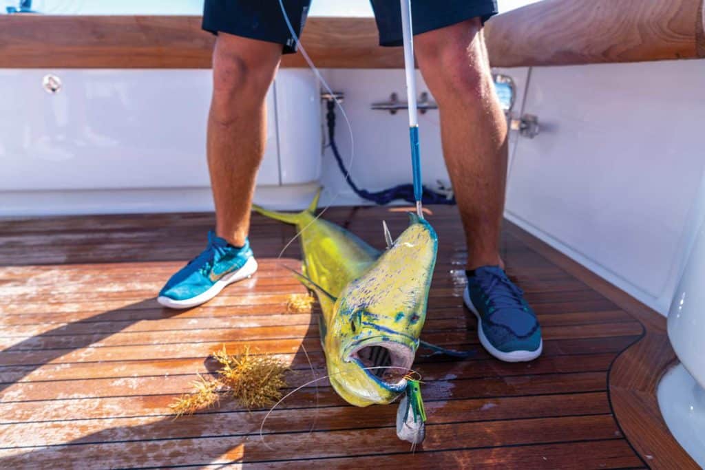 Dolphin caught while trolling