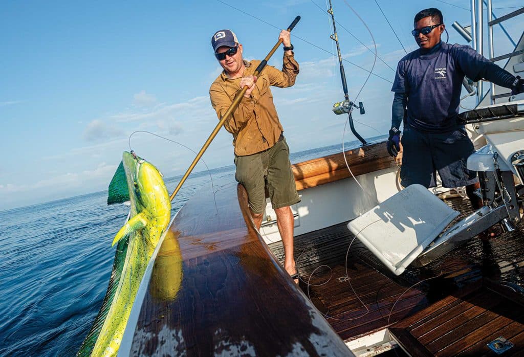 Gaffing a trophy dolphin