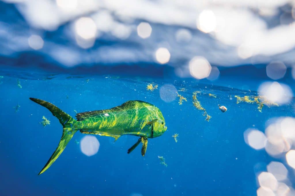 Dolphin under sargassum