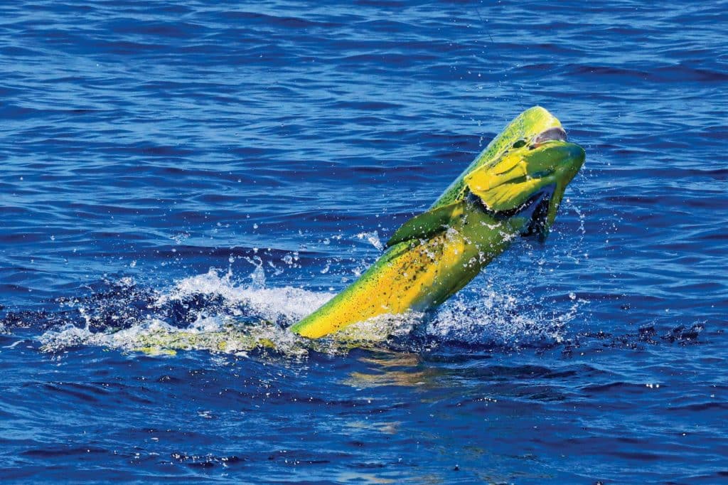 Southern California dolphin jumping