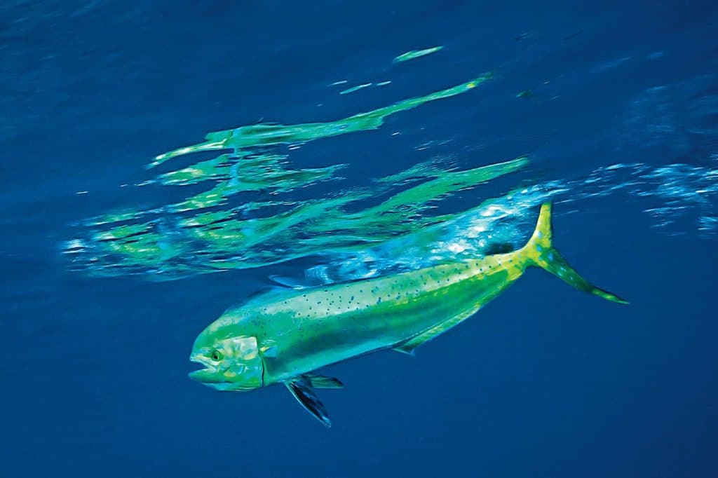 Southern California dorada