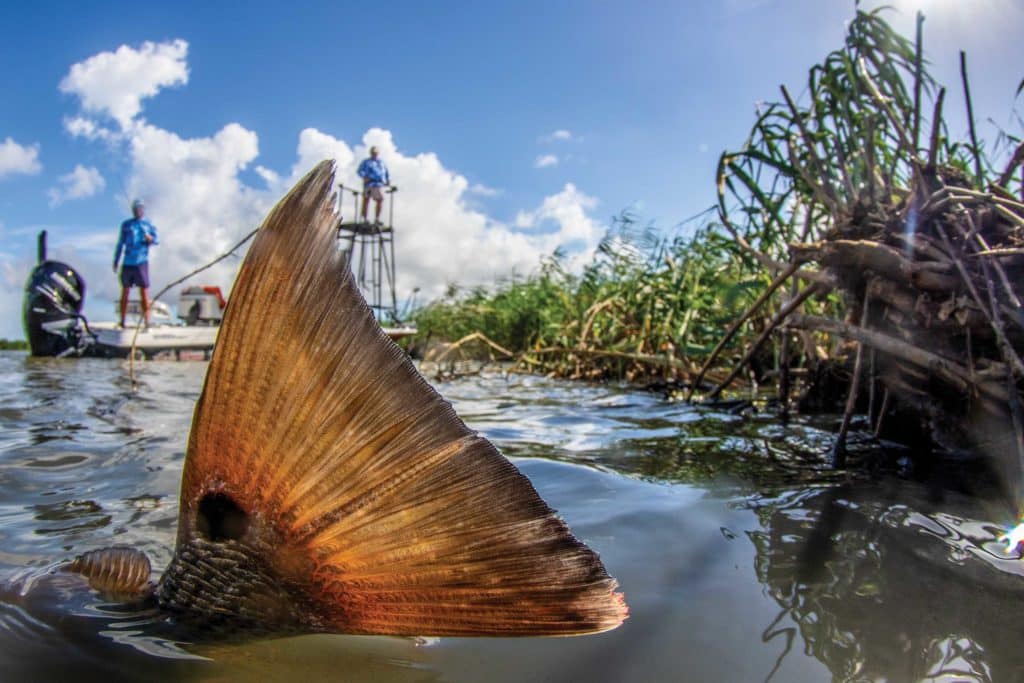 Redfish tailing in the shallow waters