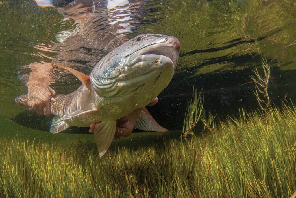 Releasing a redfish after catching it