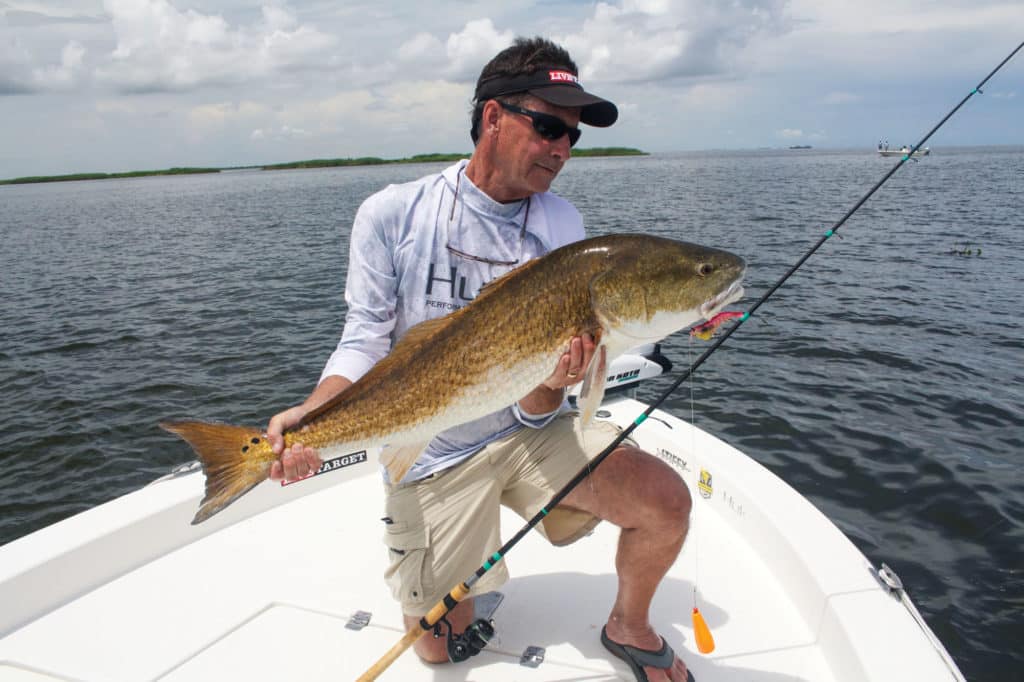 Large redfish caught using a shrimp lure