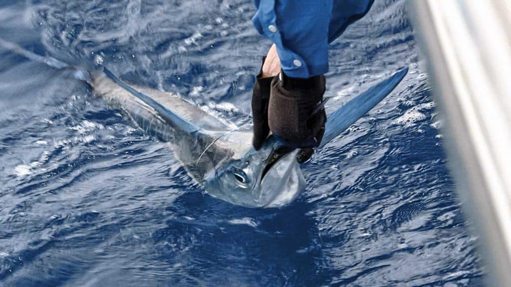 White marlin caught in the Bahamas