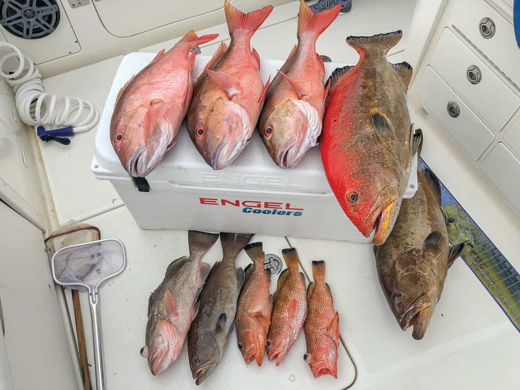 A variety of snappers and groupers caught bottomfishing in the Bahamas