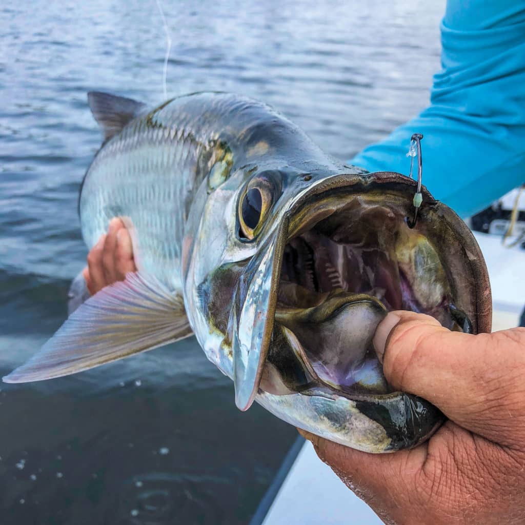 Baby tarpon cradled for hook removal