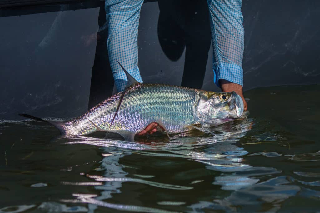 Small tarpon caught on light tackle