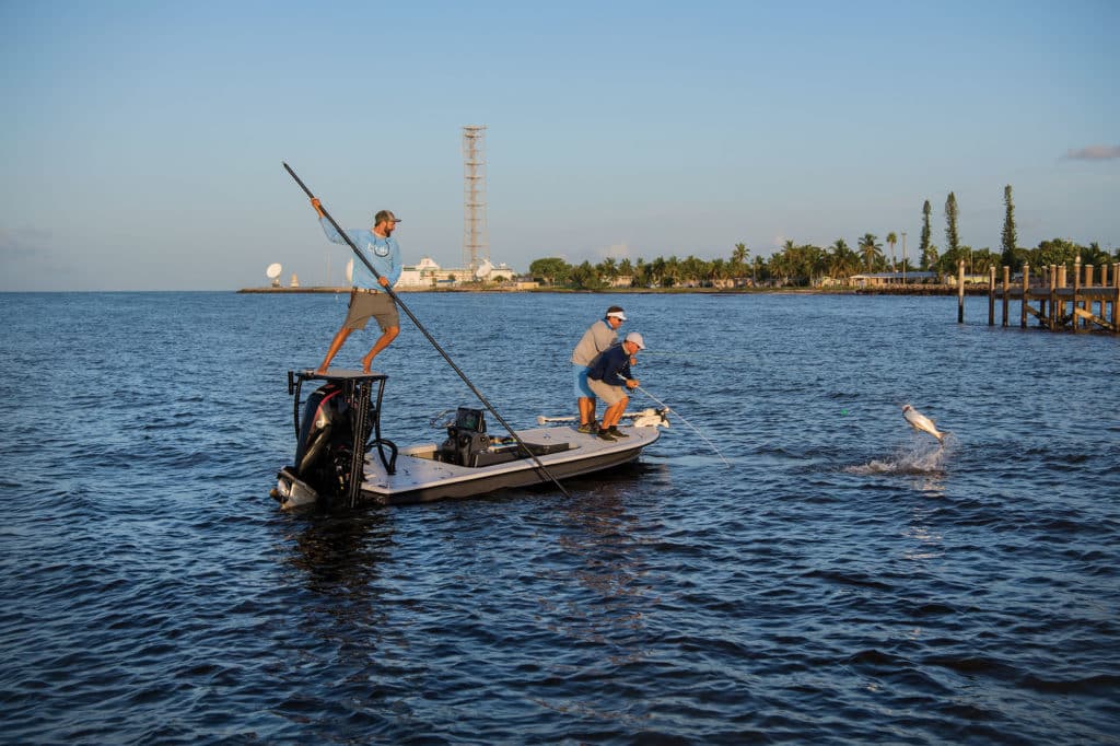 Smaller tarpon jumping out of the water