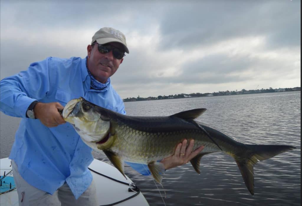 Brackish-water tarpon with different markings