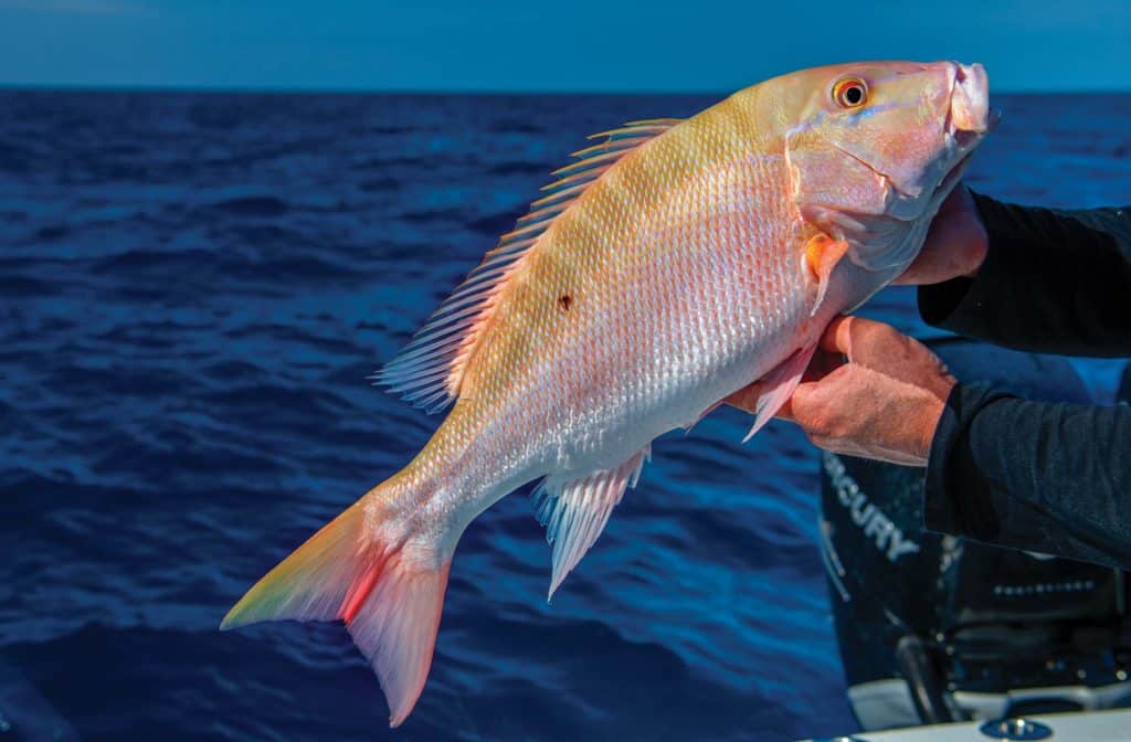 Mutton snapper caught after anchoring over a wreck