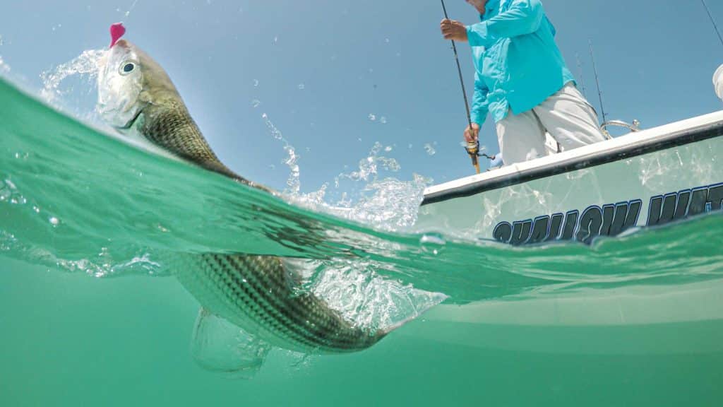 Bonefish caught using a jig