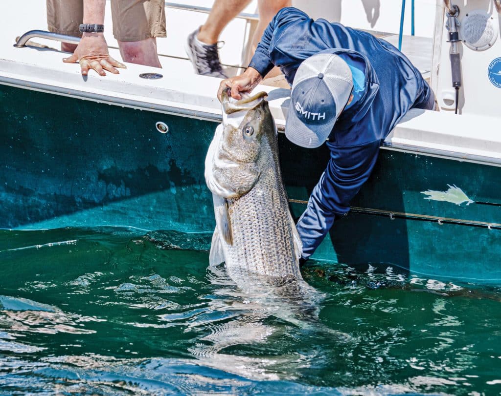 Large striped bass brought boatside