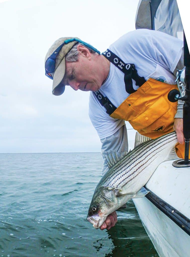Smaller striped bass being released