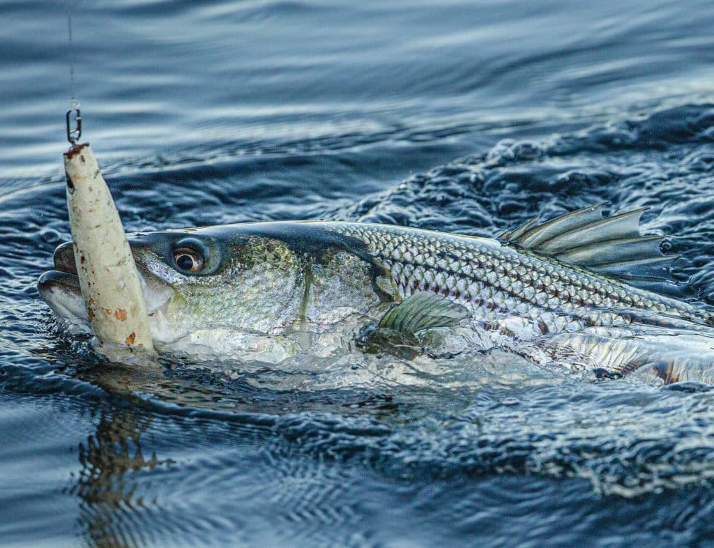 Striped bass caught using a lure