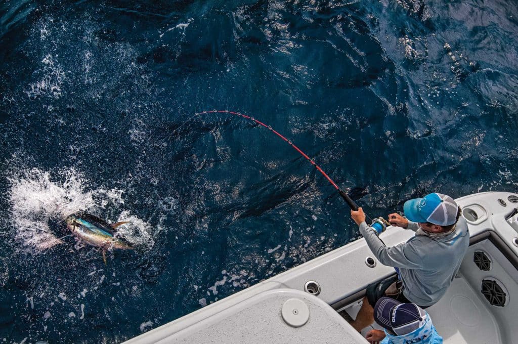 Yellowfin tuna being reeled in