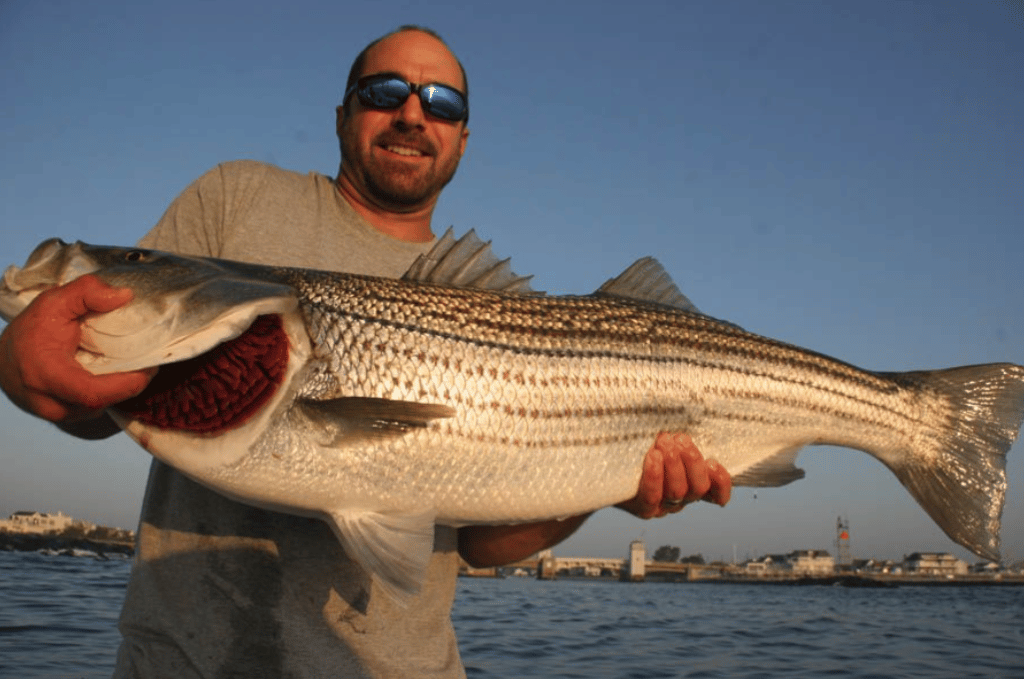 Angler with a large striper