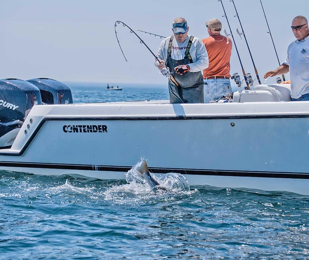 Striped bass caught in Boston Harbor