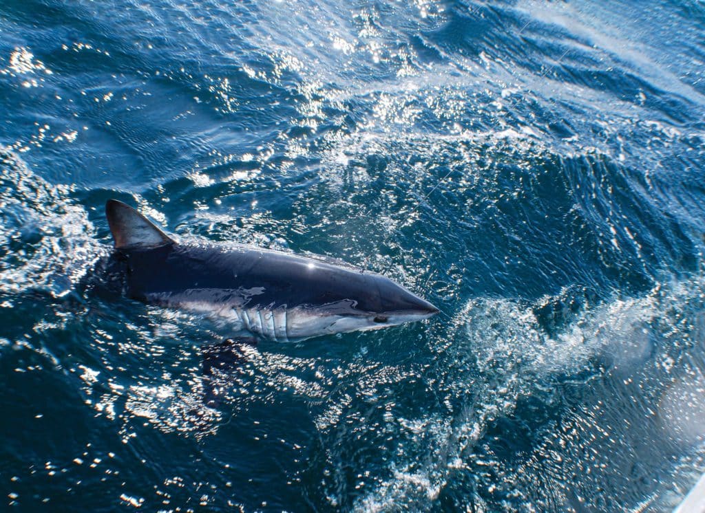 Shark caught off of San Diego