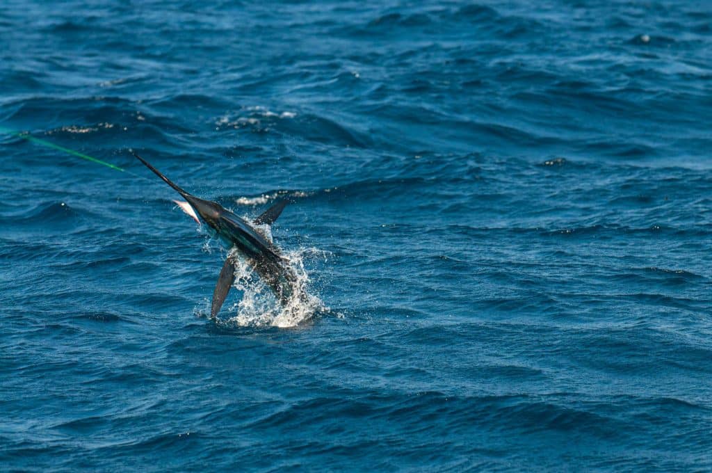 White marlin jumping out of the water