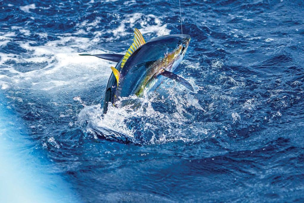 Large tuna jumping out of the water