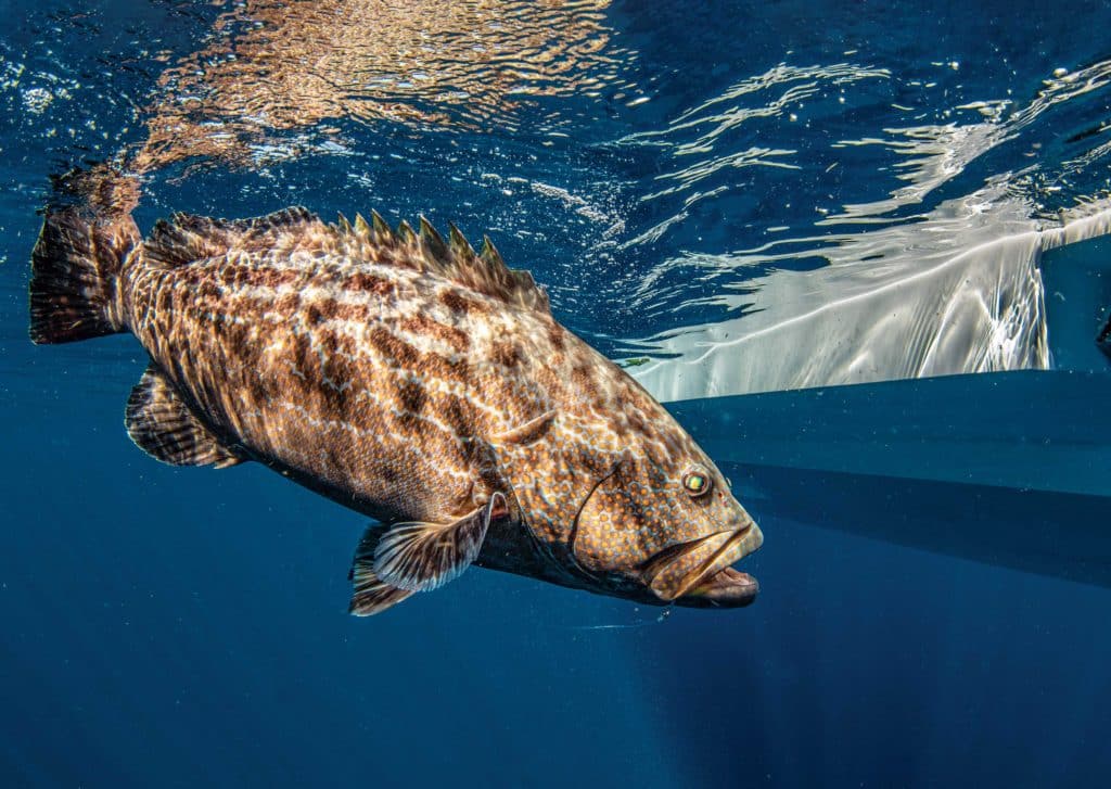 Large black grouper being reeled in