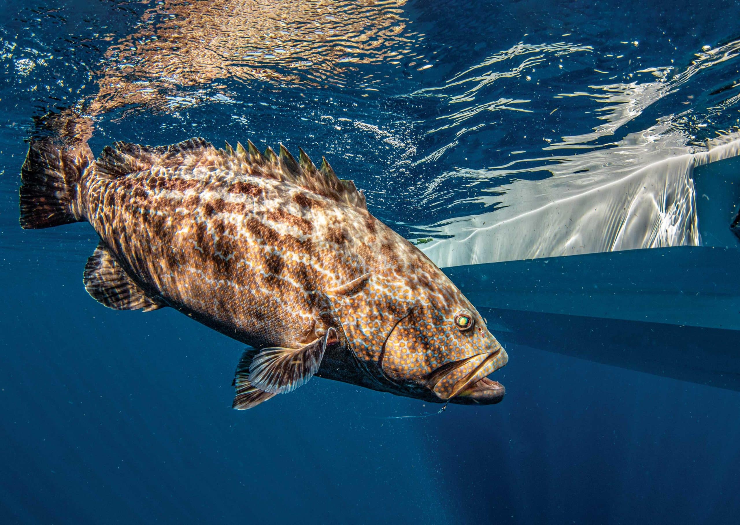 Black Grouper Fishing in the Florida Keys