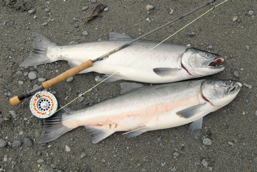 Two silver salmon on the beach