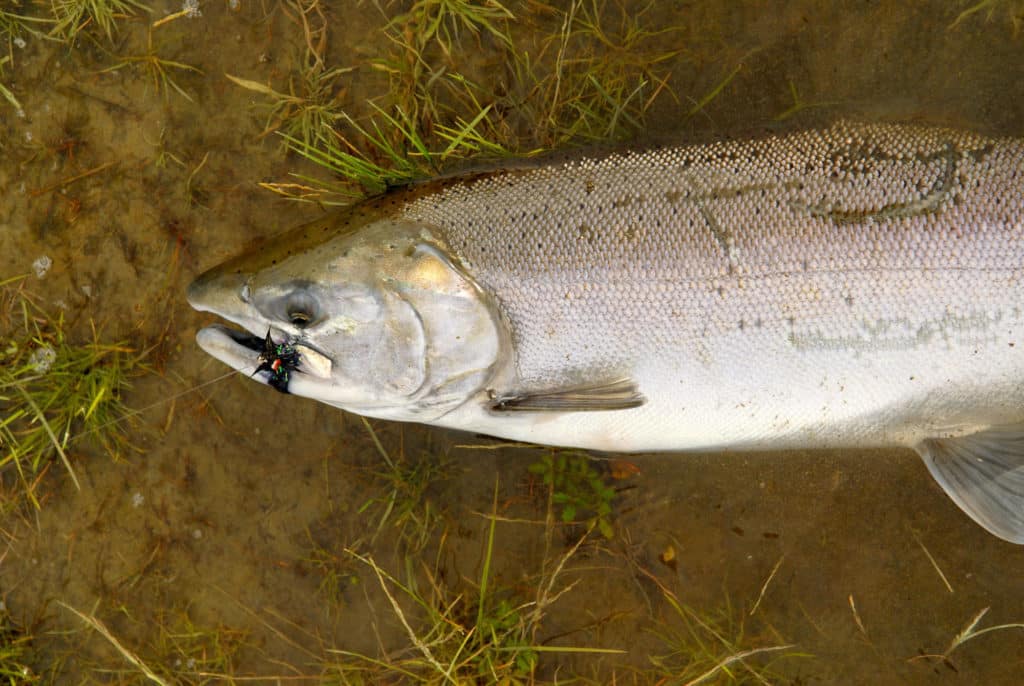 Silver salmon in shallow water