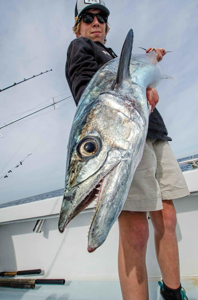 Kingfish showing its teeth