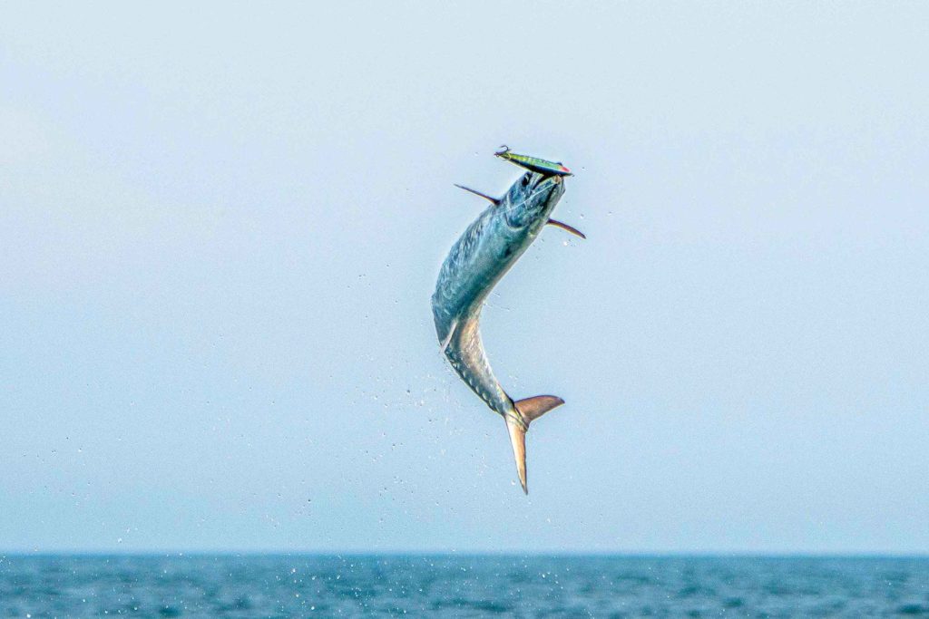 Kingfish leaping out of the water