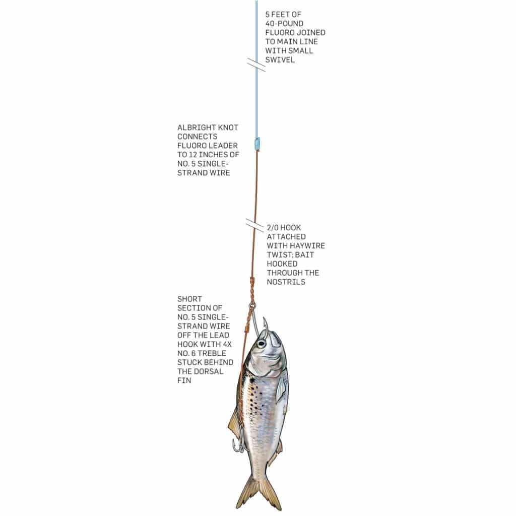 Selecting leader and trace - Part 4: Kingfish - The Fishing Website